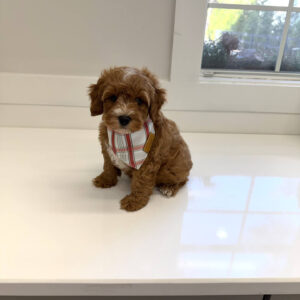 Chief - FB Cavapoo Puppy - BPPP Litter --_