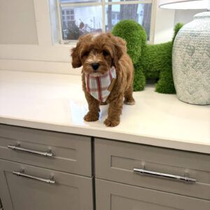 Chief - FB Cavapoo Puppy - BPPP Litter --_