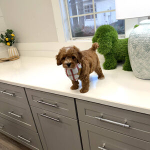 Chief - FB Cavapoo Puppy - BPPP Litter --_