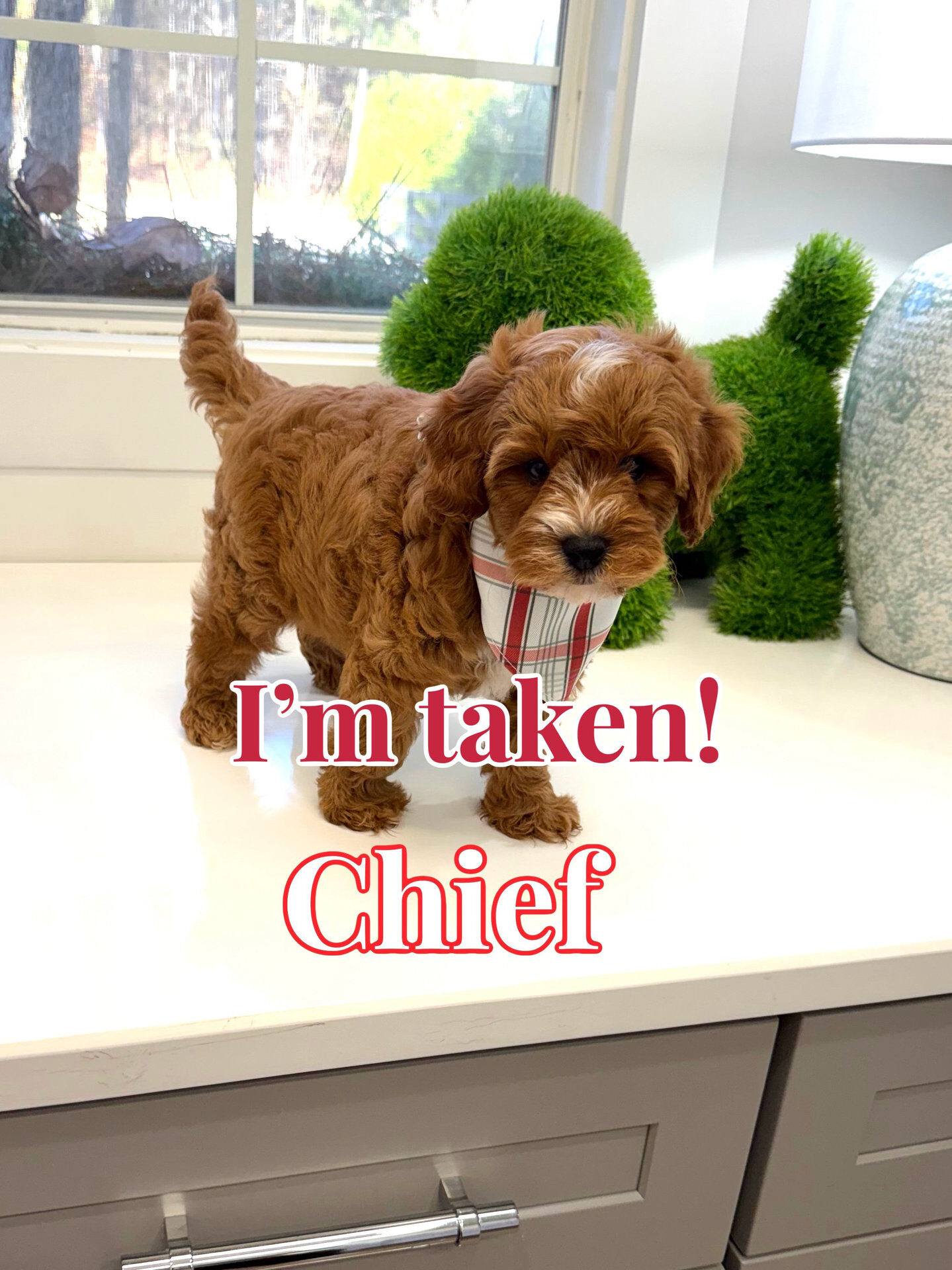 Chief - FB Cavapoo Puppy - BPPP Litter --_Forever Home in Miami- FL