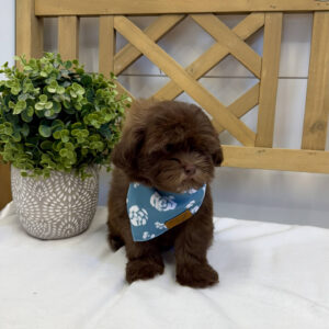 Chocolate Chip - F Shihpoo - Litter --_
