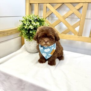 Chocolate Chip - F Shihpoo - Litter --_