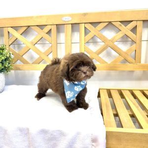 Chocolate Chip - F Shihpoo - Litter --_