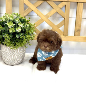 Chocolate Chip - F Shihpoo - Litter --_