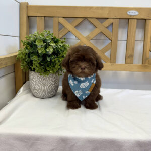 Chocolate Chip - F Shihpoo - Litter --_