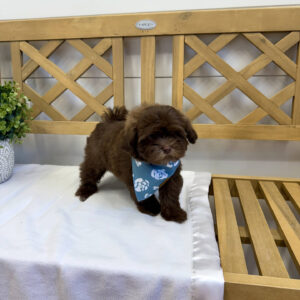 Chocolate Chip - F Shihpoo - Litter --_