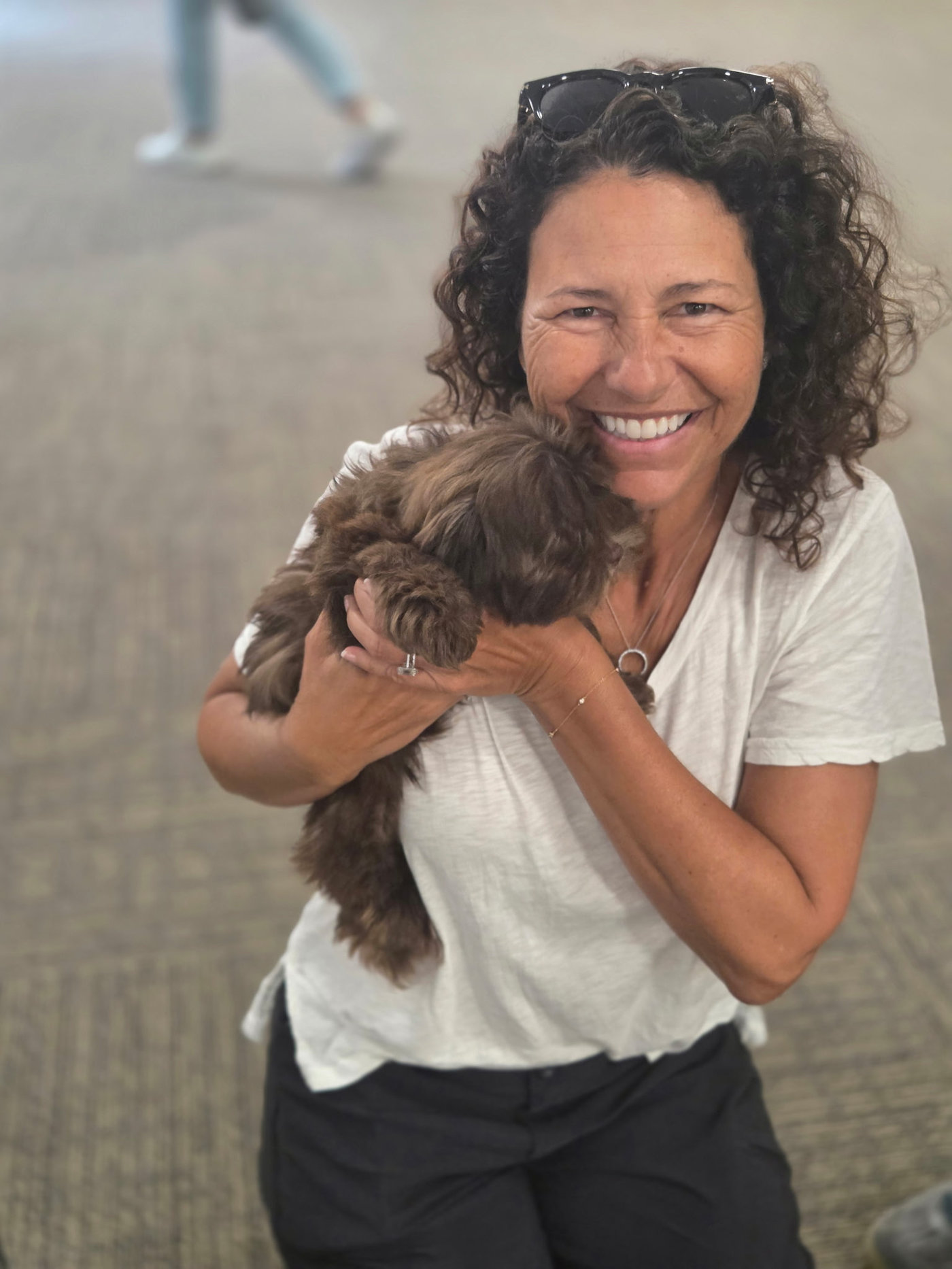 Chocolate Chip - F Shihpoo - Litter --_Forever Home in Laguna Beach CA_