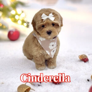Cinderella - F Maltipoo Puppy - BPPP Litter --_