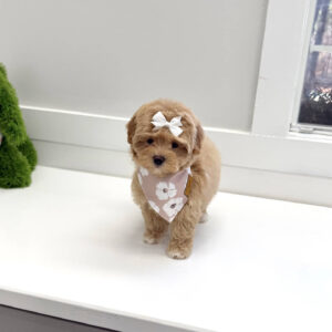Cinderella - F Maltipoo Puppy - BPPP Litter --_