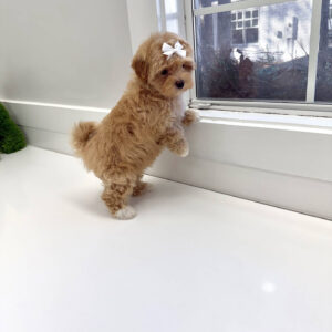 Cinderella - F Maltipoo Puppy - BPPP Litter --_