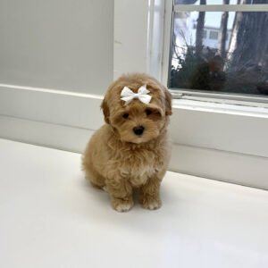 Cinderella - F Maltipoo Puppy - BPPP Litter --_
