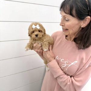 Cinderella - F Maltipoo Puppy - BPPP Litter --_