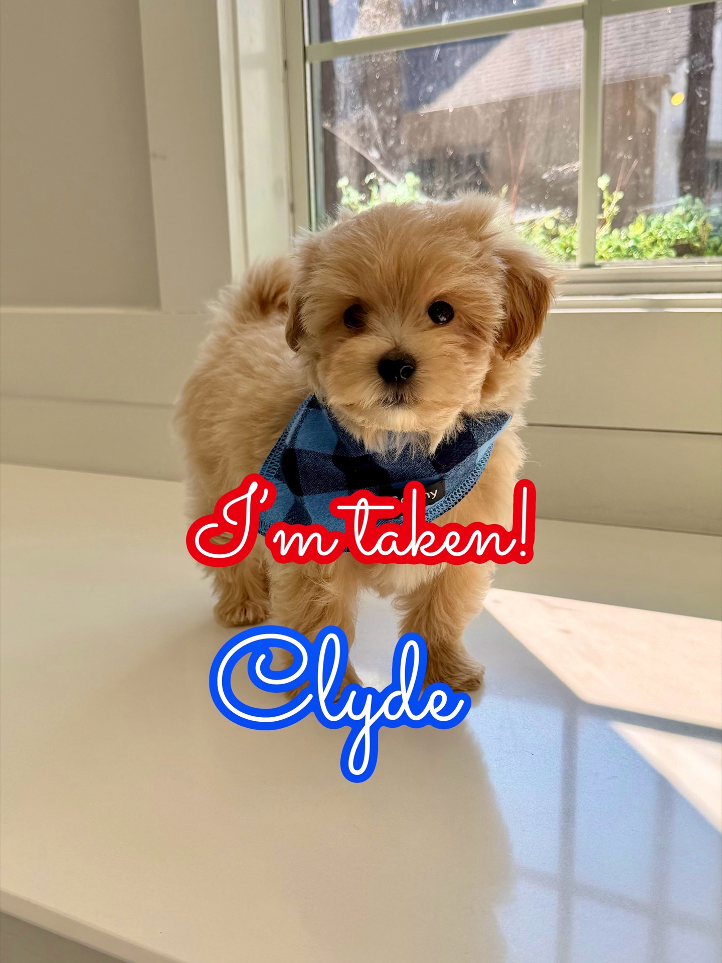 Clyde - F Maltipoo Puppy - Litter --_