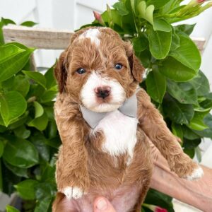 Coastal - Red White Male Toy Micro Goldendoodle_-