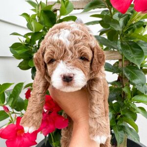 Coastal - Red White Male Toy Micro Goldendoodle_