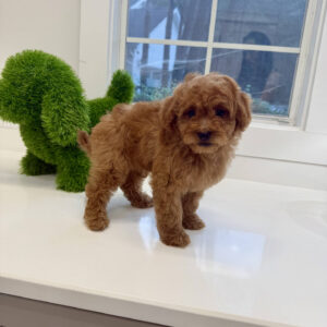 Cobra - FBB Cavapoo Puppy - BPPP Litter --_