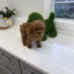 Cobra - FBB Cavapoo Puppy - BPPP Litter --_