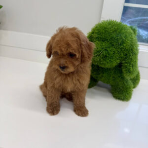 Cobra - FBB Cavapoo Puppy - BPPP Litter --_