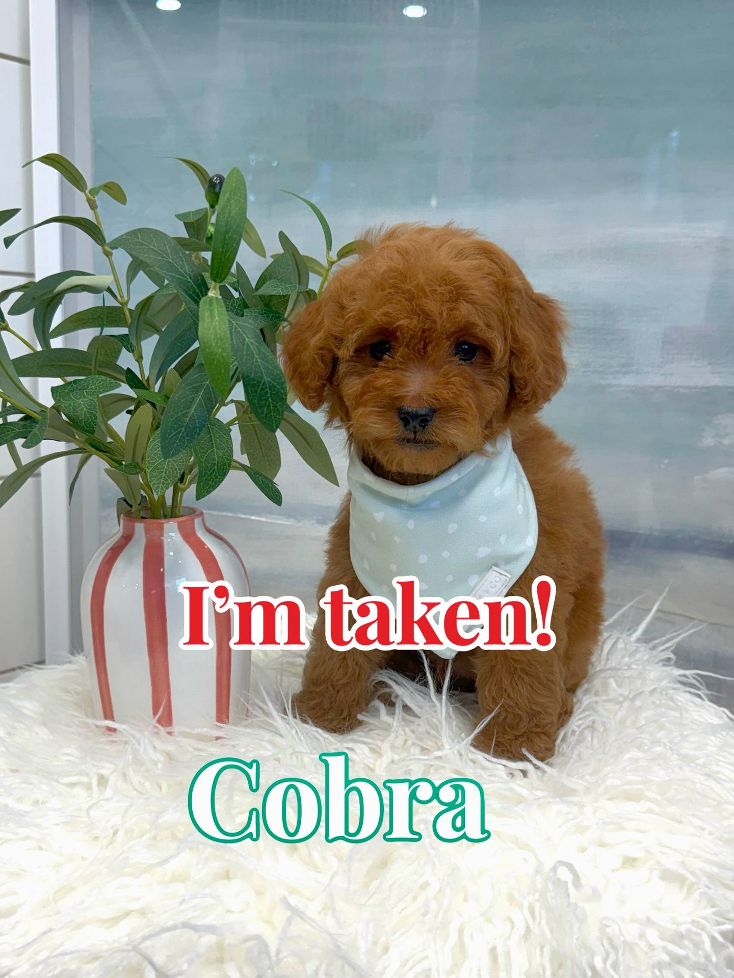Cobra - FBB Cavapoo Puppy - BPPP Litter --_Forever Home in Charlotte- NC