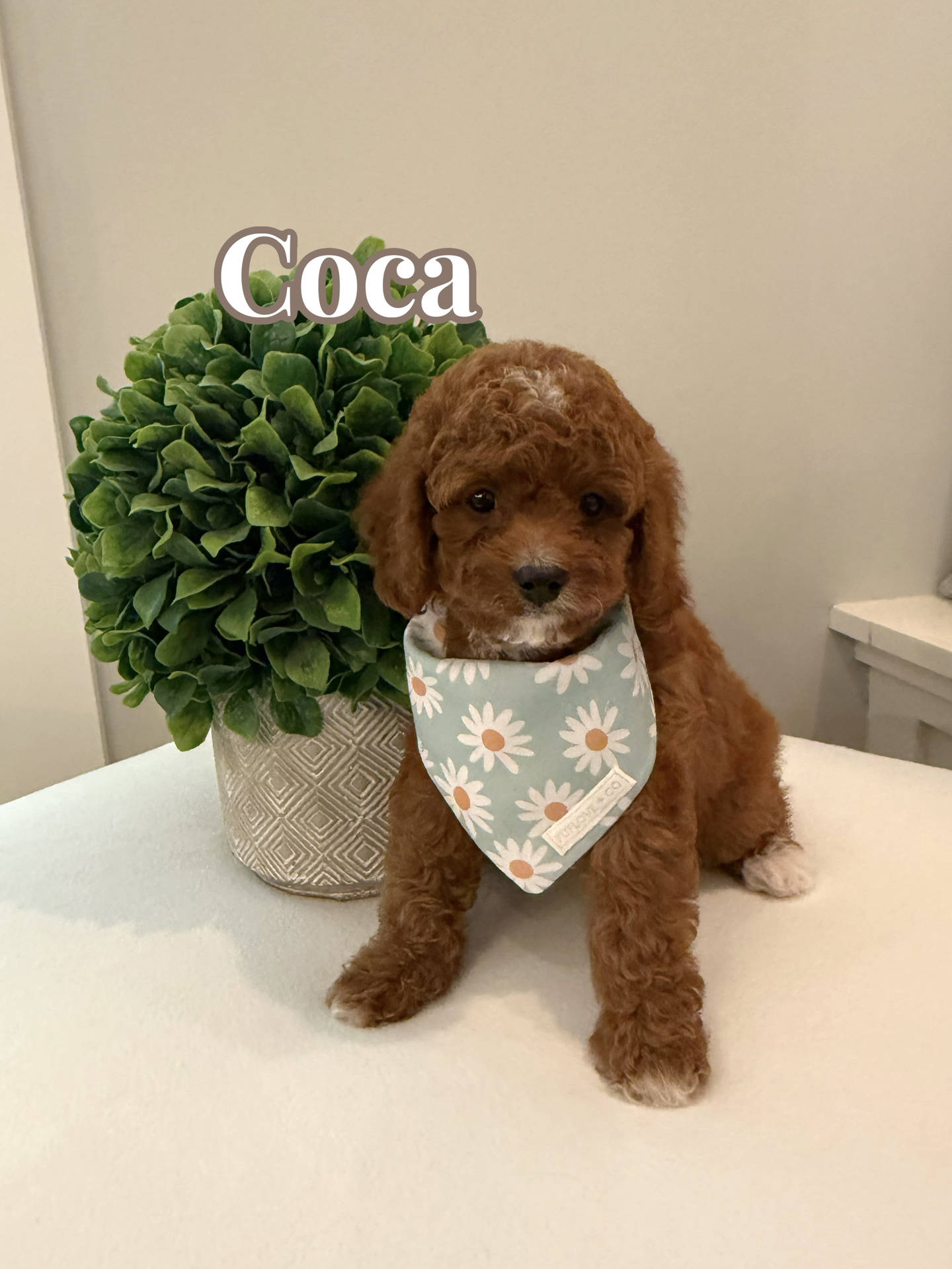 Coca - CKC Toy Cavapoo - --
