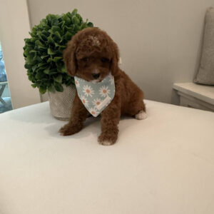 Coca - CKC Toy Cavapoo - --_