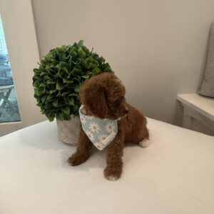 Coca - CKC Toy Cavapoo - --_