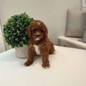 Coca - CKC Toy Cavapoo - --_