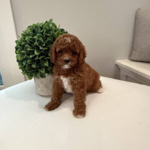 Coca - CKC Toy Cavapoo - --_