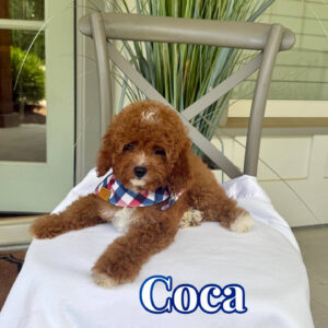 Coca - CKC Toy Cavapoo - --__