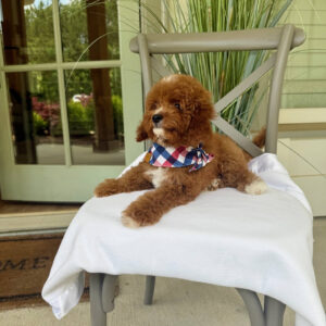 Coca - CKC Toy Cavapoo - --__