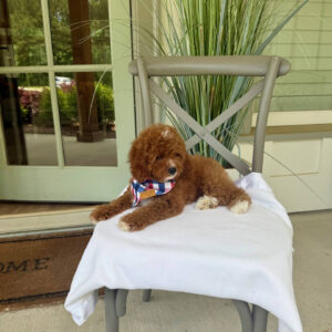 Coca - CKC Toy Cavapoo - --__