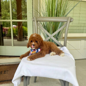 Coca - CKC Toy Cavapoo - --__