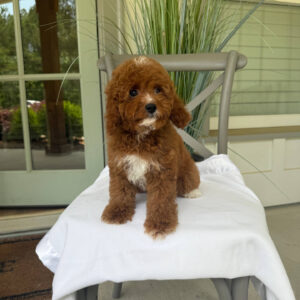 Coca - CKC Toy Cavapoo - --__