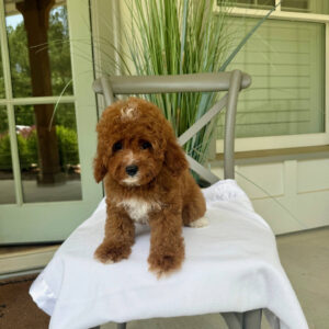 Coca - CKC Toy Cavapoo - --__
