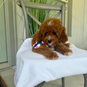 Coca - CKC Toy Cavapoo - --__