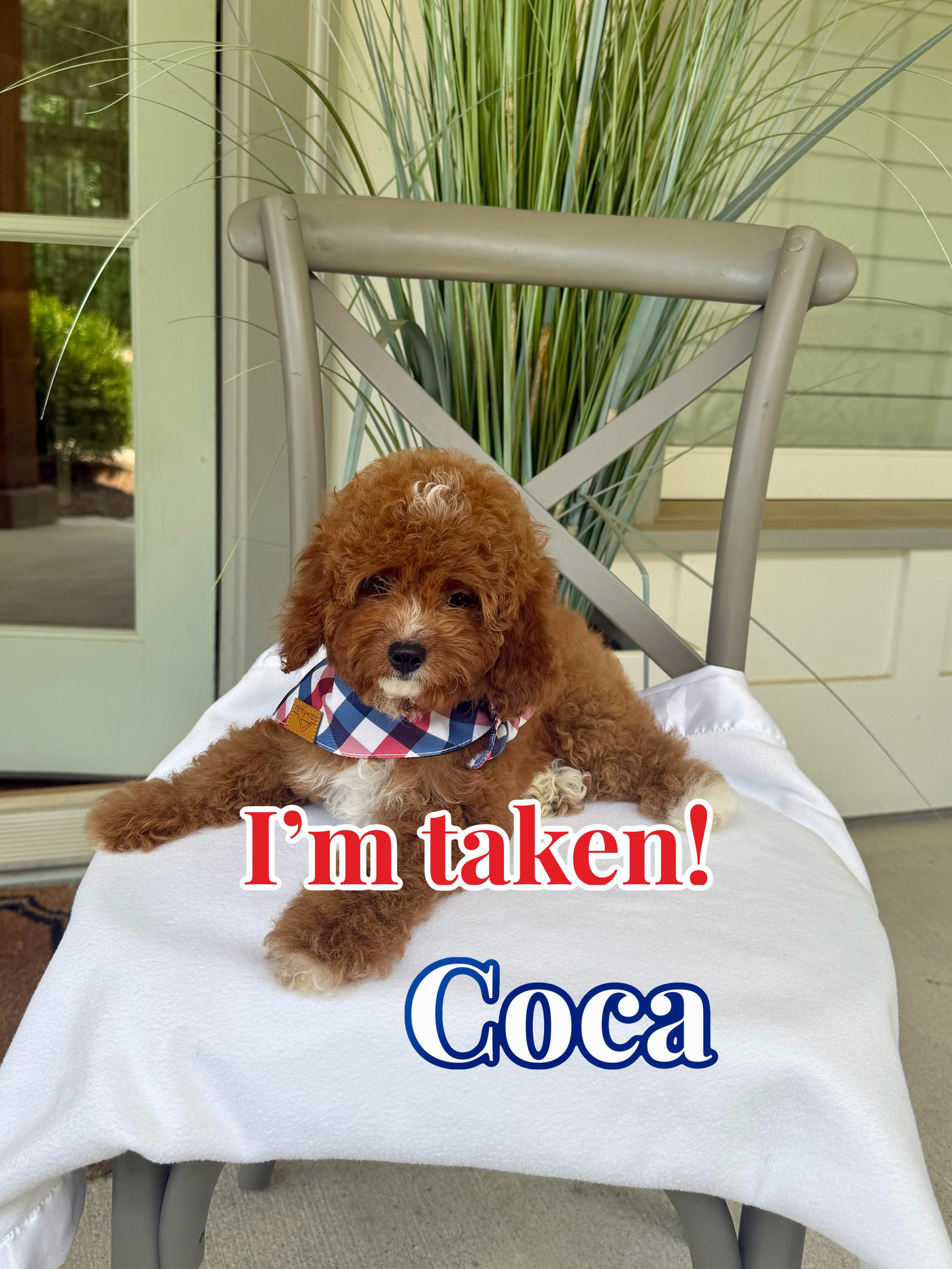 Coca - CKC Toy Cavapoo - --_Forever Home in Queens-NY