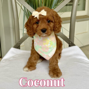 Coconut - F Cavapoo Puppy - Litter --