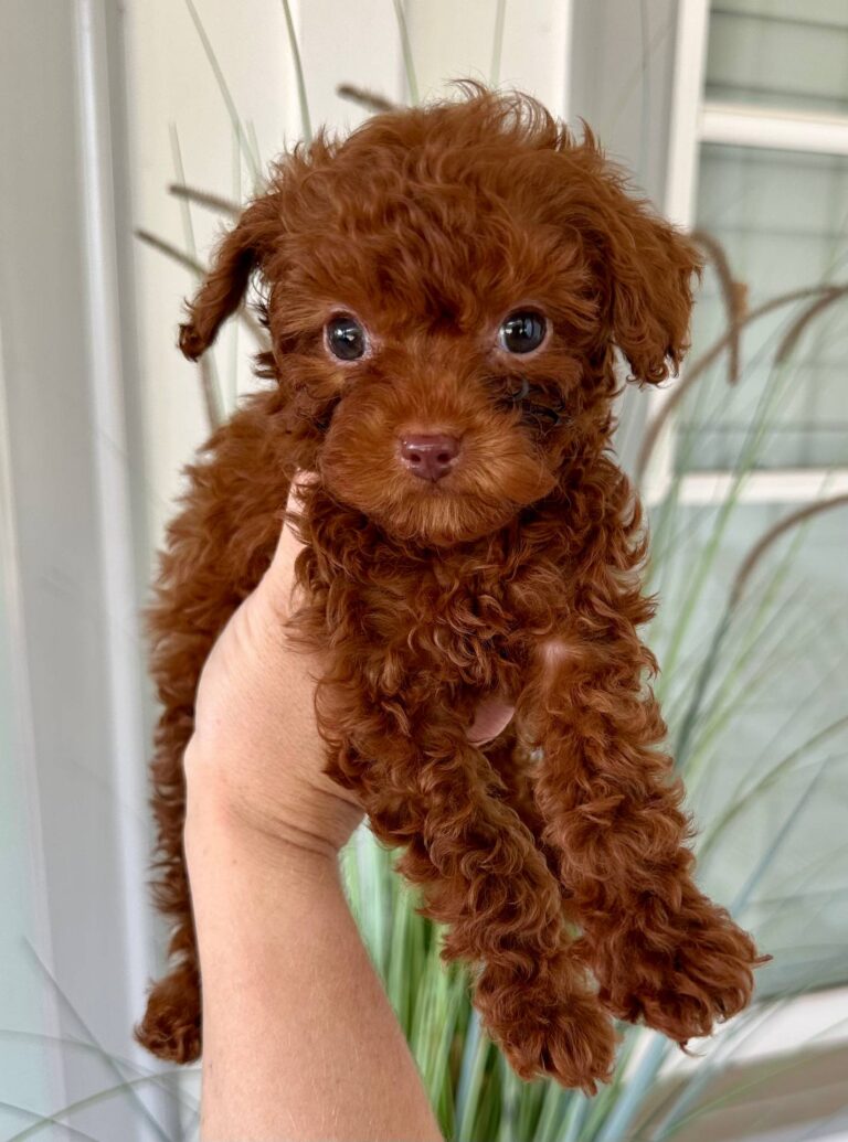 Conrad - Red Poodle - Liver Poodle - Green Eyes - Petite Posh Puppies