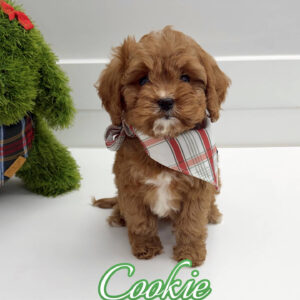 Cookie - F Cavapoo Puppy - BPPP Litter --_