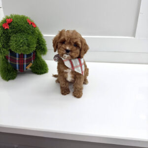 Cookie - F Cavapoo Puppy - BPPP Litter --_