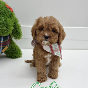 Cookie - F Cavapoo Puppy - BPPP Litter --_