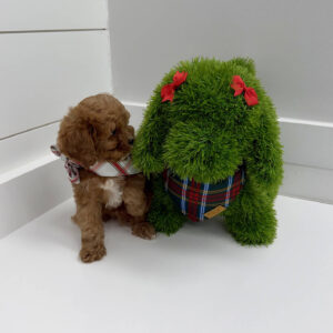 Cookie - F Cavapoo Puppy - BPPP Litter --_