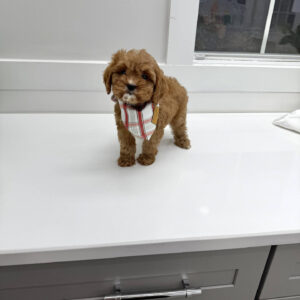 Cookie - F Cavapoo Puppy - BPPP Litter --_
