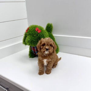 Cookie - F Cavapoo Puppy - BPPP Litter --_