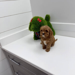 Cookie - F Cavapoo Puppy - BPPP Litter --_