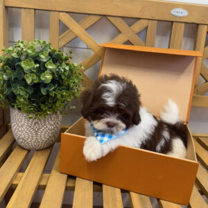 Cookies N' Cream - F Shihpoo - Litter --_