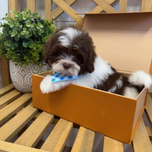 Cookies N' Cream - F Shihpoo - Litter --_