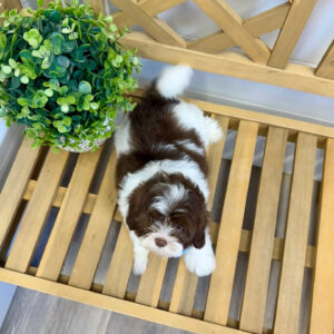 Cookies N' Cream - F Shihpoo - Litter --_