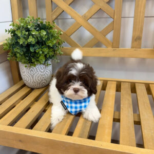 Cookies N' Cream - F Shihpoo - Litter --_