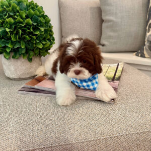 Cookies N' Cream - F Shihpoo - Litter --_